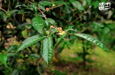 十二块田:以茶为梦天地宽 国际舞