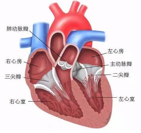 第2次大动作!蓝帆医疗收购瑞士心